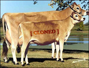 ������׼��¡��������Ʒ��������(ͼ)