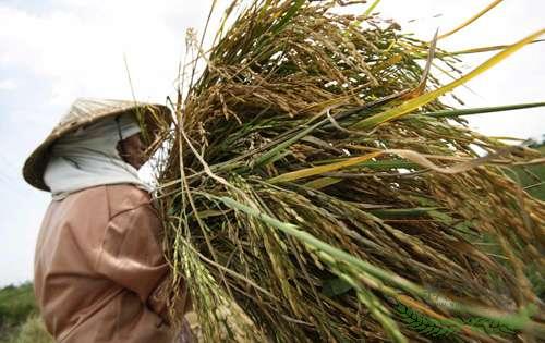 ȫ���׼۴���ʷ�¸� ̩������ÿ����ǧ��Ԫ