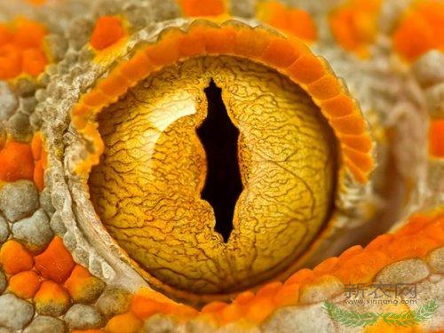 ����ʮ��΢����Ƭ���ڻ����۾����(ͼ)