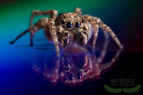 ����ʮ��΢����Ƭ���ڻ����۾����(ͼ)