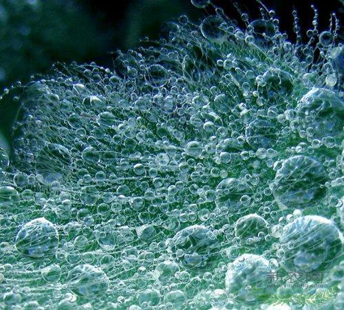 ����ʮ��΢����Ƭ���ڻ����۾����(ͼ)