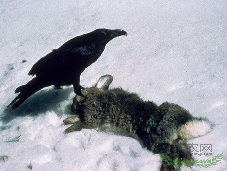 Ӣ��Ⱥ��ѻ�����ɱ�������� ԭ�����(ͼ)