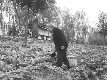 都市农夫圈占绿化带种蔬菜 自搭茅厕屯肥(图)