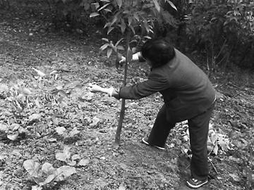 都市农夫圈占绿化带种蔬菜 自搭茅厕屯肥(图)