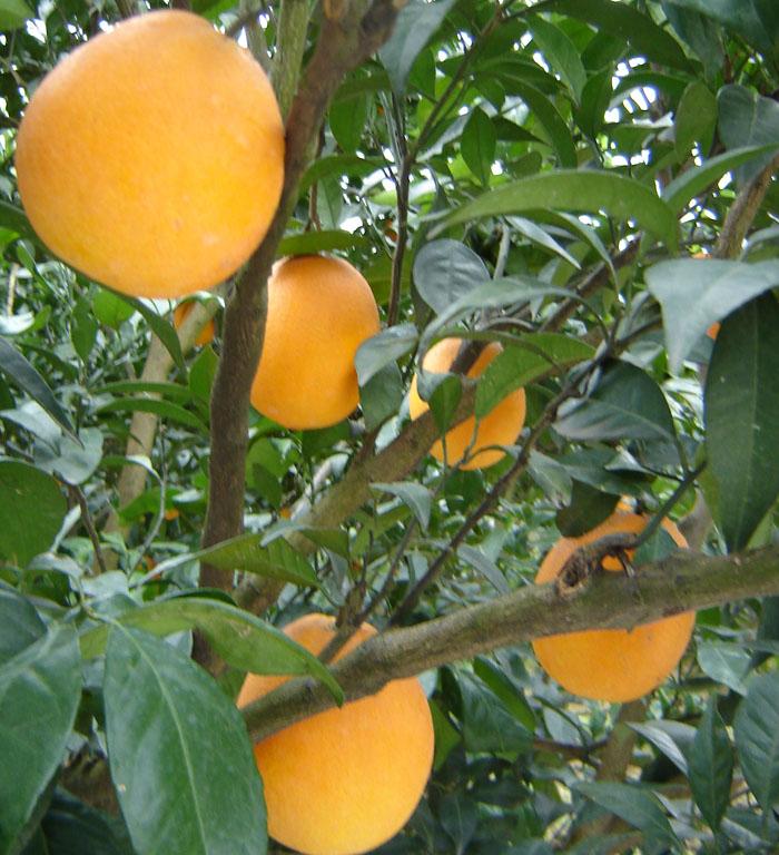 ���ش���