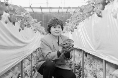 ���ϲ�ݮ�����Ģ����