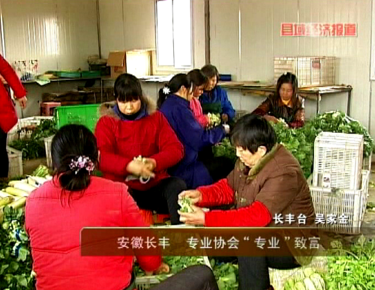 ���ճ��᣺רҵЭ��רҵ�¸���������Ƶ��ͼ��