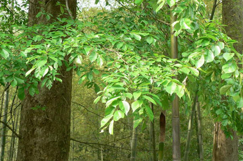 �㽭�����������ũ��ҡǮ��������ũ��