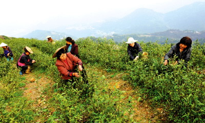 �𰲣�����ɽ�ײ�԰������ũ���¸�����