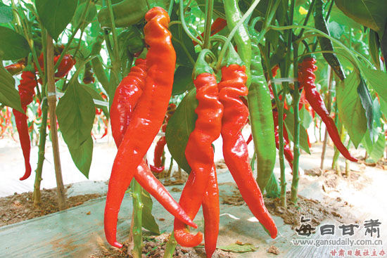 �������ֲ�Ʒ����5��