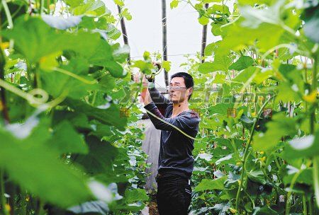 80���ѧ������ũÿ�칤��11��Сʱ ��׬20��Ԫ