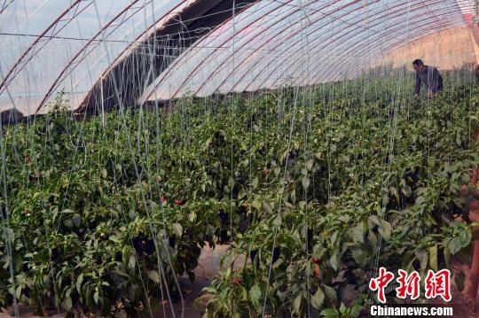 ɽ�����ũҵ��̬԰���