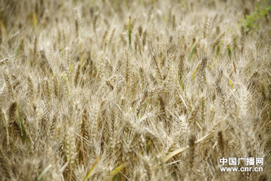 ������������ũҵ�ȶ��Ծ��������ǳ���Ҫ