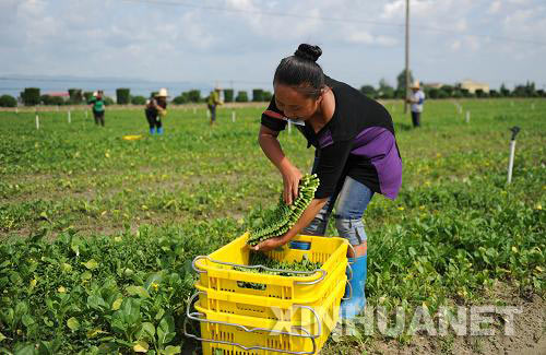 �����ػ��������ҵ���ز�ũ���ջ��߲ˡ�