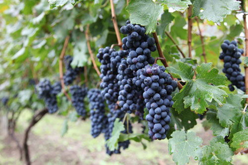 ���Σ��������족�����Ч��̬ũҵ ���������Ҹ�ָ��