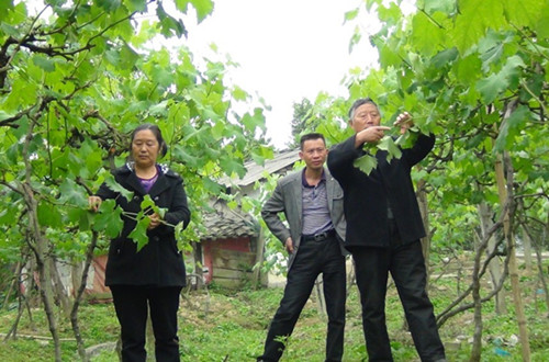 ǭ������ֲ���Ѵ�����