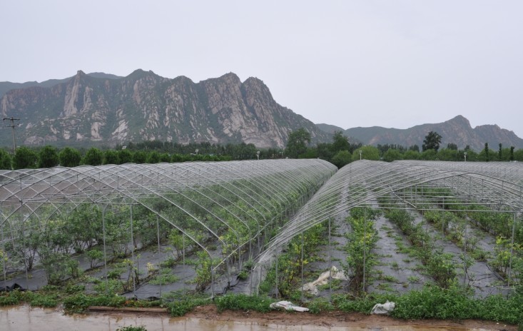 �ҹ���ݮ��ҵ��չ��������ǰ����ͼ��3��