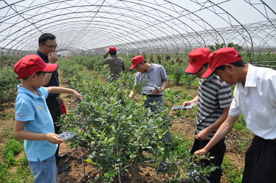 �ҹ���ݮ��ҵ��չ��������ǰ����ͼ��5��