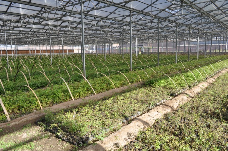 �ҹ���ݮ��ҵ��չ��������ǰ����ͼ��4��