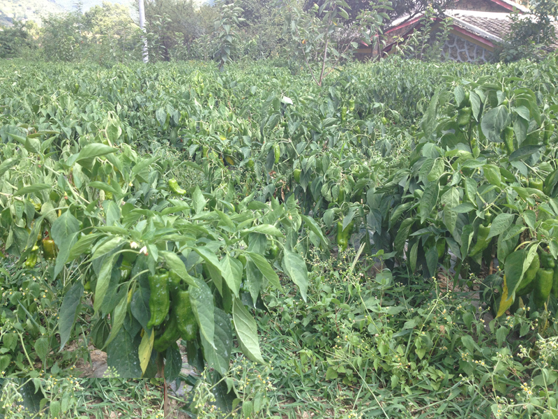 �߹��ķ��գ���������ʮ�ֿ��ģ����¶����Ĵ��콫ũ�����ɸ��ε�һ�����羰�ߡ�