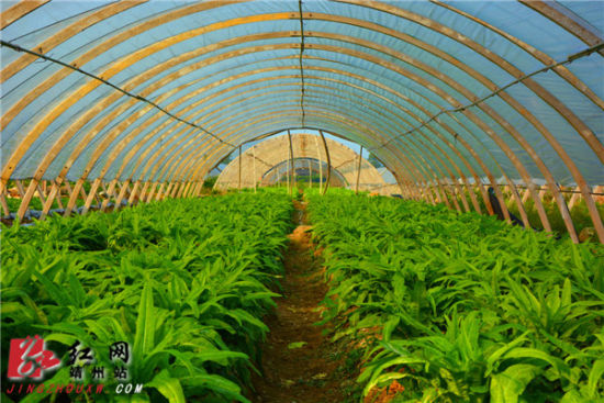 ���ص�ݫ������ʢ