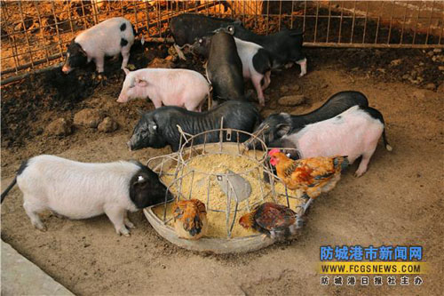 ������˼���趫�ģ���ɫ��Ʒ�Ų�����·