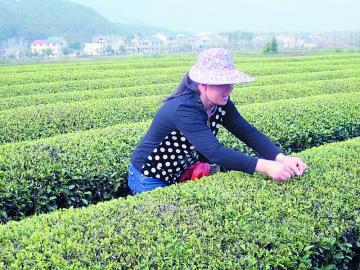 ȫʡ�����������԰�仧���� ��ֲ���5192Ķ