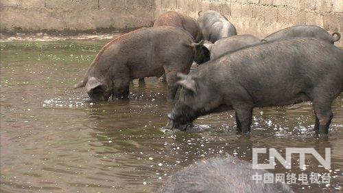 �������Ӵ壺Ϊ��һ�ֺ��� 60���ٴ�ҵ���¸�����2