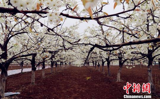 �й�����ɽ������35��Ķ�滨��������������ͼ��