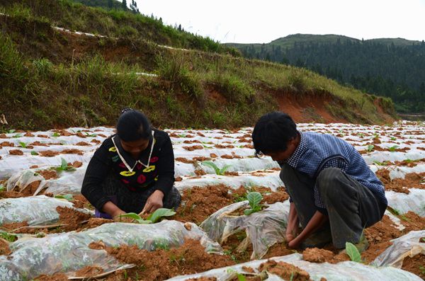 ����᯹��أ��ɱۻӳ�������