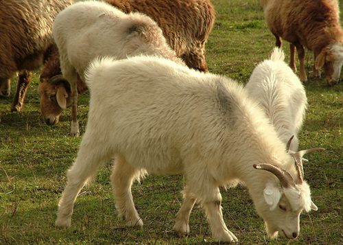 �½�����̩��������ţ����ֳ���� ������ֳ����չ