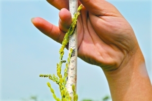 �����������һ�����׵�����߽�1.9�ס�