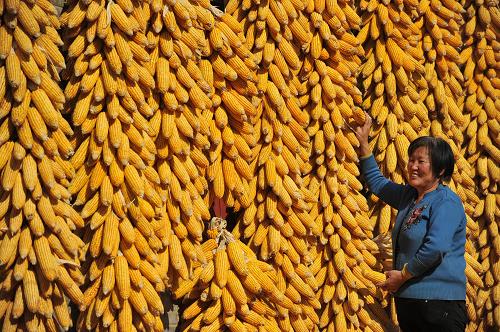 ɽ���˳��������Ȫ����������ũ������Ӣ����ɹ�ջ�����ף�11��4���㣩��