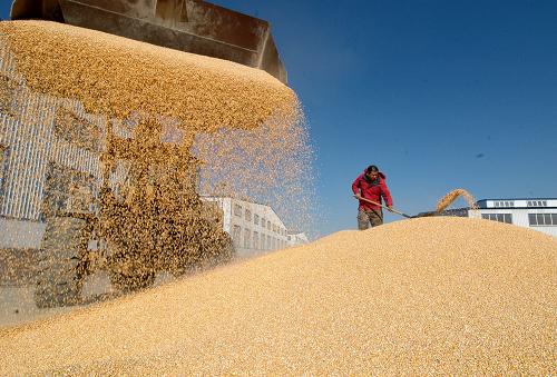 �ҹ���ʳ�ܲ���ʵ�֡�ʮһ������