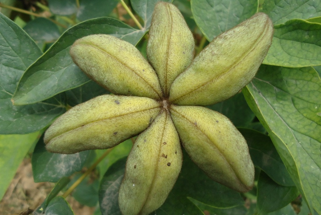 �����ź����ġ�����ĵ����