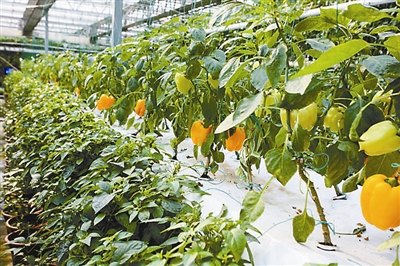 �������߹�������ũҵ���껪