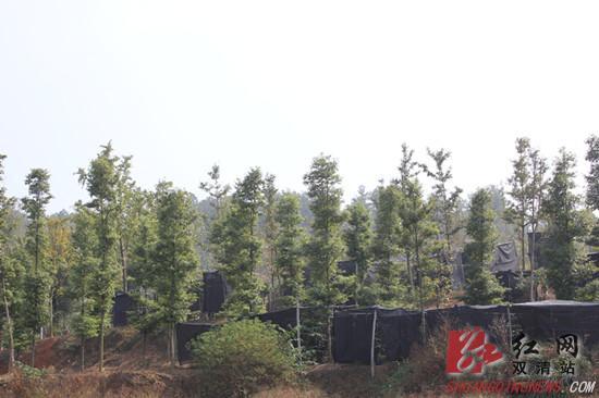 ����˫�������鹲���������