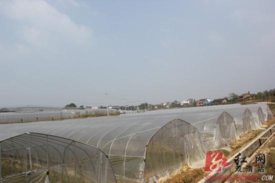 ����˫�������鹲���������