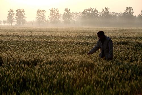 5��5�գ���ɽ��ʡ������۰����۰�ǽֵ���ׯ����䣬һ��ũ���ڲ鿴С���ơ�