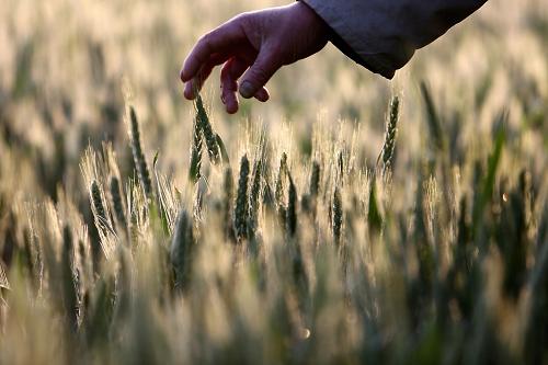 5��5�գ���ɽ��ʡ������۰����۰�ǽֵ���ׯ����䣬һ��ũ���ڲ鿴С���ơ�