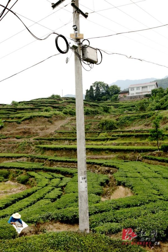 �������׸���Ҷ����ũҵ�����ں�ƿɽ����