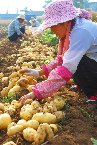 6��6�գ�ɽ��ʡ��ׯ��ɽͤ����ׯ��ũ��������ջ���������