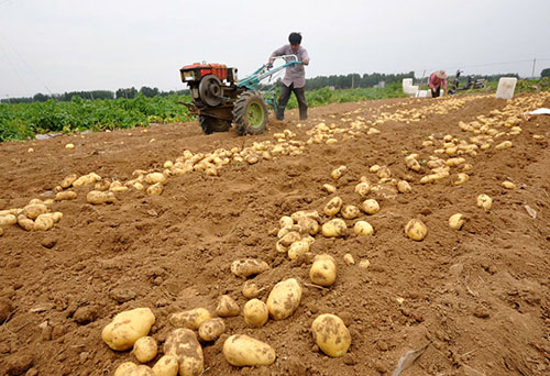 6��6�գ�ɽ��ʡ��ׯ��ɽͤ��կ�Ӵ�ũ��������ջ���������