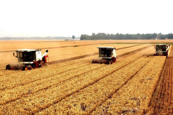 6��11�գ�����ʡ���ػ���ũ����ֲרҵ������������ո��������������С��