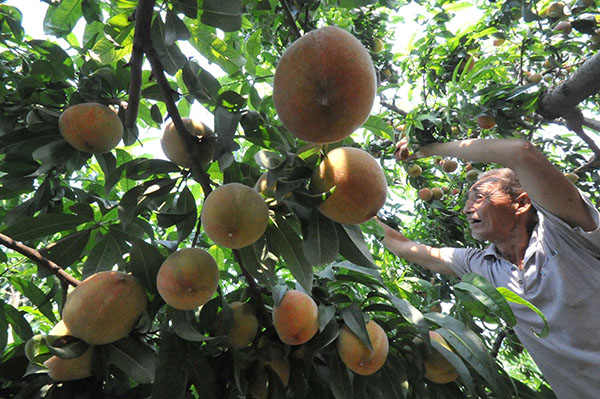 7��7�գ�ɽ��ʡ�˳�������عŽ���������ũ���Ļ����ڲ�ժ���յ����ҡ�