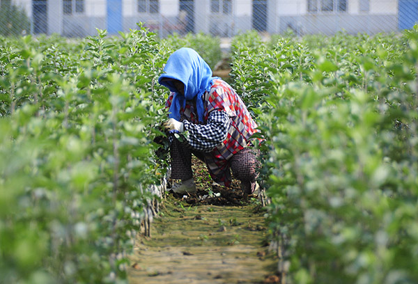 7��7�գ�ɽ��ʡ��̨��ũ��Ժְ���ڿ������Ի��ع���ƻ�����硣