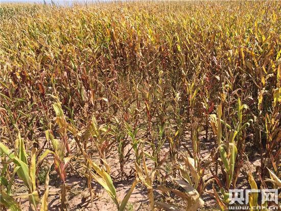 ��ȫû�йҰ��ӵ����׸�