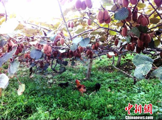 图为修文县“果畜一体循环发展”的山地高效种养殖业