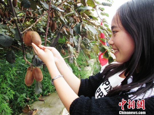 图为在修文猕猴桃园区游览的游客捧着猕猴桃“爱不释手”。