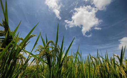 �����׷�ũҵ����������¯ ��������ɶһĿ��Ȼ